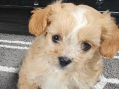 Cavachon puppies in Carlow
