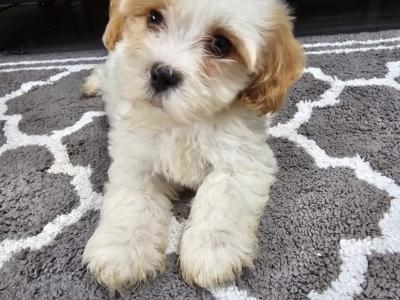 Cavachon puppies in Carlow