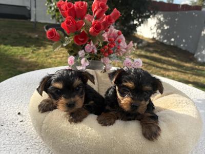 (The  Mighty Midgets) Tcup Yorkie puppies in Wexford
