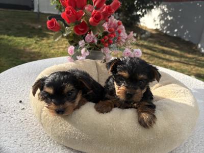 (The  Mighty Midgets) Tcup Yorkie puppies in Wexford
