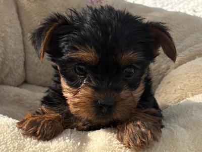 (The  Mighty Midgets) Tcup Yorkie puppies in Wexford