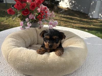 (The  Mighty Midgets) Tcup Yorkie puppies in Wexford