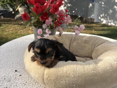 (The  Mighty Midgets) Tcup Yorkie puppies in Wexford