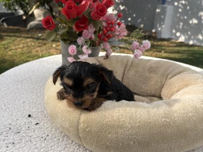 (The  Mighty Midgets) Tcup Yorkie puppies in Wexford