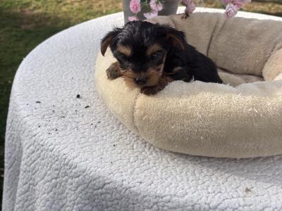 (The  Mighty Midgets) Tcup Yorkie puppies in Wexford