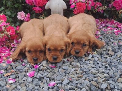 Cavalier King Charles Spaniel puppies in Carlow