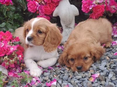 Cavalier King Charles Spaniel puppies in Carlow