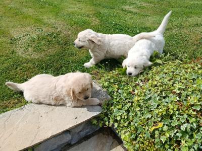 Gorgeous, playful IKC Registered (pending) Golden Retriever puppies in Sligo