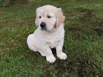 Gorgeous, playful IKC Registered (pending) Golden Retriever puppies in Sligo