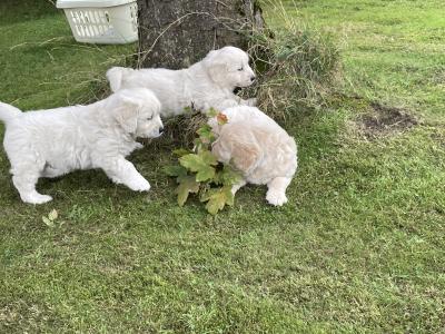 Gorgeous, playful IKC Registered (pending) Golden Retriever puppies in Sligo