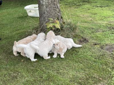 Gorgeous, playful IKC Registered (pending) Golden Retriever puppies in Sligo