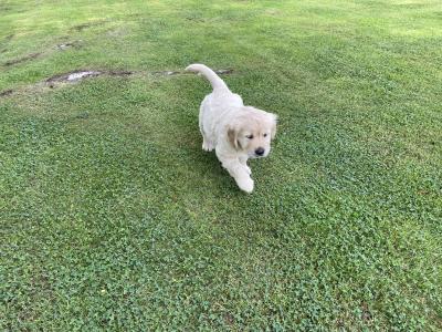 Gorgeous, playful IKC Registered (pending) Golden Retriever puppies in Sligo