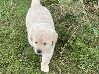 Gorgeous, playful IKC Registered (pending) Golden Retriever puppies in Sligo