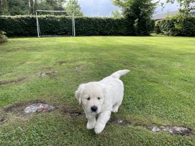 Gorgeous, playful IKC Registered (pending) Golden Retriever puppies in Sligo