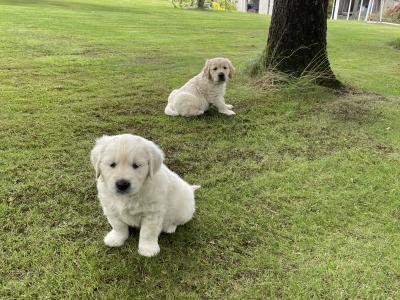 Gorgeous, playful IKC Registered (pending) Golden Retriever puppies in Sligo
