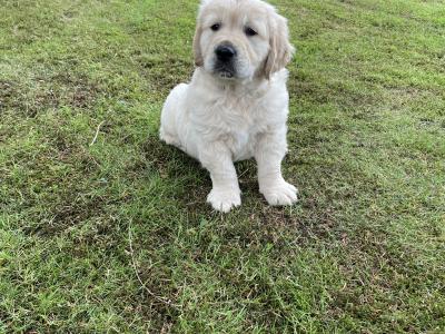 Gorgeous, playful IKC Registered (pending) Golden Retriever puppies in Sligo