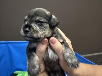 Miniature Schnauzer puppies in Dublin  hypoallergenic(non shed)