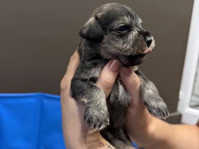 Miniature Schnauzer puppies in Dublin  hypoallergenic(non shed)