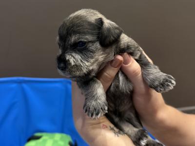 Miniature Schnauzer puppies in Dublin  hypoallergenic(non shed)