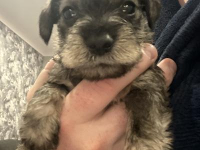 Miniature Schnauzer puppies in Dublin  hypoallergenic(non shed)