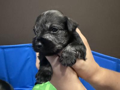 Miniature Schnauzer puppies in Dublin  hypoallergenic(non shed)