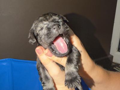 Miniature Schnauzer puppies in Dublin  hypoallergenic(non shed)