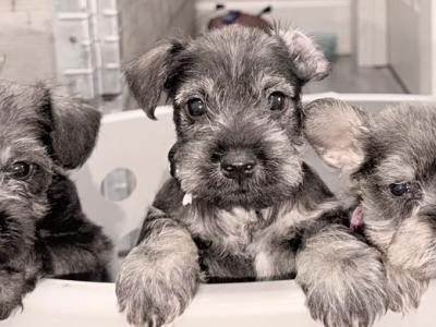 Miniature Schnauzer puppies in Dublin  hypoallergenic(non shed)