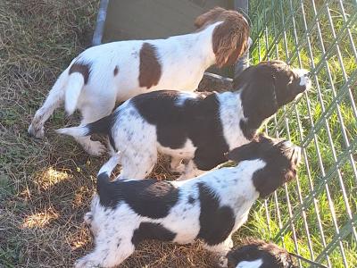 Springer Spaniel x Cocker Spaniel puppies in Waterford