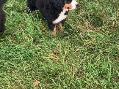 IKC Registered (pending) Beautiful Chunky Bernese Mountain Dog puppies in Wicklow
