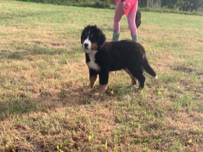 IKC Registered (pending) Beautiful Chunky Bernese Mountain Dog puppies in Wicklow