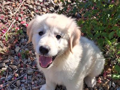 Golden Retriever puppies for sale in Wexford