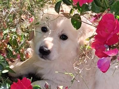 Golden Retriever puppies for sale in Wexford
