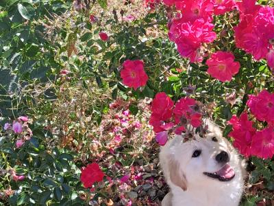 Golden Retriever puppies for sale in Wexford