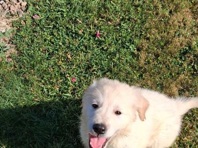 Golden Retriever puppies for sale in Wexford