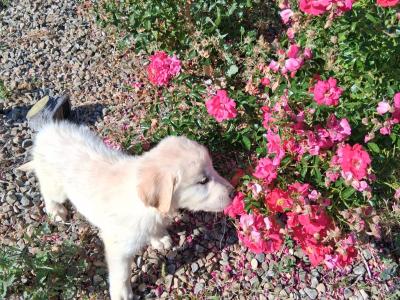 Golden Retriever puppies for sale in Wexford