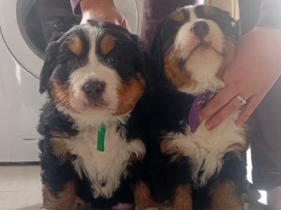 IKC Registered (pending) Beautiful Chunky Bernese Mountain Dog puppies in Wicklow