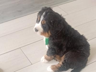IKC Registered (pending) Beautiful Chunky Bernese Mountain Dog puppies in Wicklow