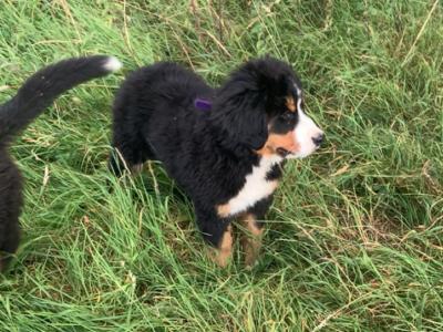IKC Registered (pending) Beautiful Chunky Bernese Mountain Dog puppies in Wicklow