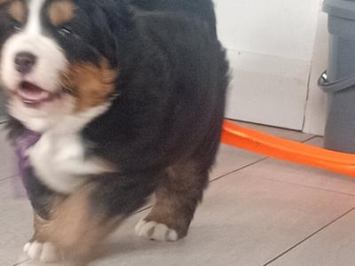 IKC Registered (pending) Beautiful Chunky Bernese Mountain Dog puppies in Wicklow