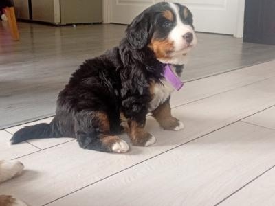 IKC Registered (pending) Beautiful Chunky Bernese Mountain Dog puppies in Wicklow
