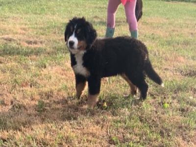 IKC Registered (pending) Beautiful Chunky Bernese Mountain Dog puppies in Wicklow