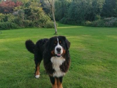 IKC Registered (pending) Beautiful Chunky Bernese Mountain Dog puppies in Wicklow