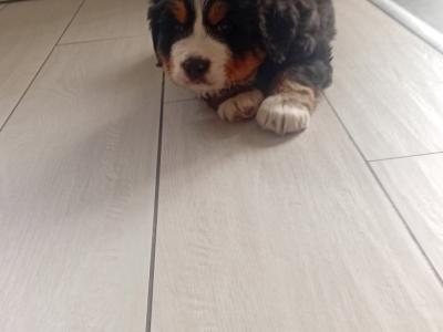 IKC Registered (pending) Beautiful Chunky Bernese Mountain Dog puppies in Wicklow