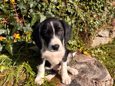 Beautiful Beagle x Border Collie puppies in Galway