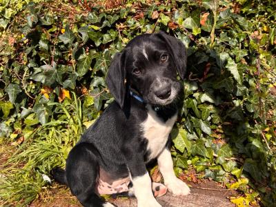 Beautiful Beagle x Border Collie puppies in Galway