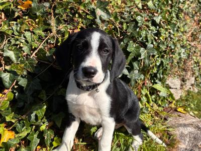 Beautiful Beagle x Border Collie puppies in Galway