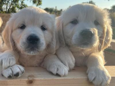 Beautiful IKC Registered (Pending) Golden Retriever pups in Galway - Valued at 1000 Euros