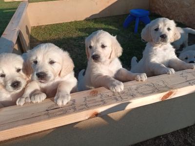 Beautiful IKC Registered (Pending) Golden Retriever pups in Galway - Valued at 1000 Euros