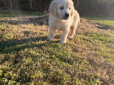 Beautiful IKC Registered (Pending) Golden Retriever pups in Galway - Valued at 1000 Euros