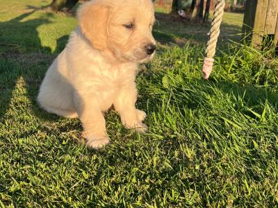 Beautiful IKC Registered (Pending) Golden Retriever pups in Galway - Valued at 1000 Euros